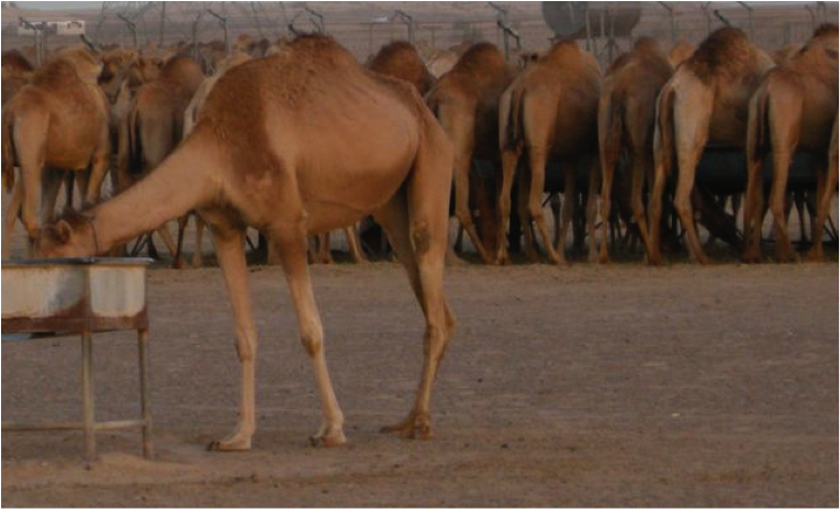 camels 2
